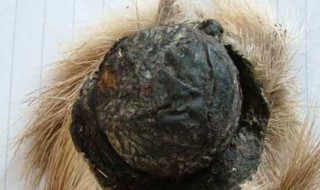 麝香是什么东西 钓鱼用的麝香是什么东西