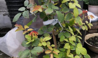 盆栽月季花叶子发黄是怎么回事 盆栽月季花叶子发黄是怎么回事?