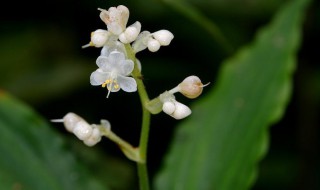 杜若的花语和寓意（杜若的花语是什么）