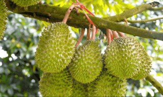 北方种植榴莲树的注意事项 北方种植榴莲树的注意事项有哪些