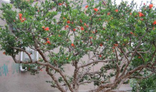 石榴树不开花不结果是什么原因（石榴树不开花不结果是什么原因造成的）