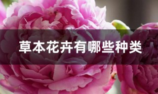 草本花卉有哪些种类（冬季草本花卉有哪些种类）