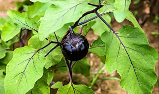 茄子的生长过程（茄子的生长过程记录）