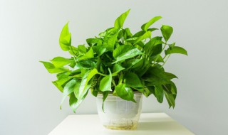 喜水的植物花卉有哪些（喜水的盆栽植物有哪些）