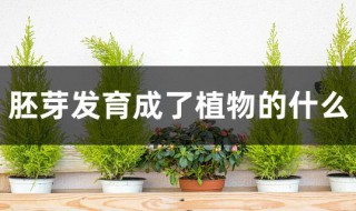 胚芽发育成了植物的什么 胚芽发育成了植物的什么地方