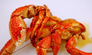 虾怪是什么（虾怪是什么虾）