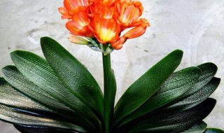 君子兰开花代表什么运气（君子兰开花有什么好兆头）