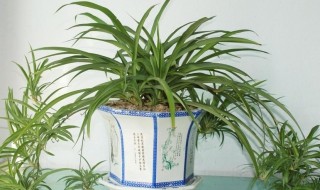 吊兰怎么养才能长出小吊兰 吊兰长出的小吊兰怎么栽