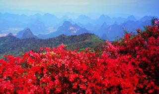 映山红嫁接时间和方法（映山红的嫁接方法,好不好嫁接?）