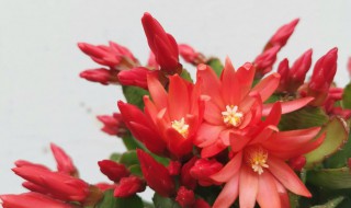 仙指兰的寓意是什么（仙指兰的花语是什么）