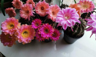 彩草仙人球一年开几次花（彩草仙人球一朵花能开几天）