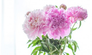 芍药插瓶怎么养 芍药插瓶怎么养护