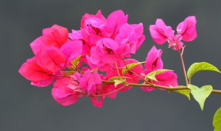 如何让三角梅开花爆满 怎么三角梅开花爆棚