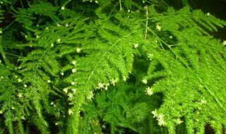 文竹浇什么才能更旺盛 文竹浇什么才能更旺盛一些