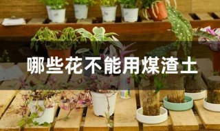 哪些花不能用煤渣土（泥土加煤渣适合种什么花）