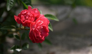 浓香月季品种有哪些 浓香月季品种有哪些图片