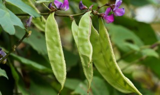 梅豆角种植时间和方法 梅豆角的种植技术