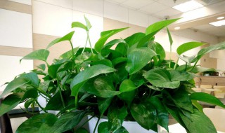 绿萝叶子发黄是晒的吗 绿萝暴晒后叶子发黄怎么办