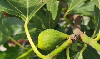 无花果树会冻死吗 无花果树冬天为什么会冻死