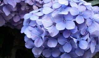 绣球花不开花的原因（绣球花不开花的原因是）