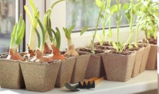 花盆底下没有洞可以吗（花盆底下没有洞可以吗?如果可以养什么花呢?）