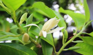 黄果兰叶子发黄枯萎是什么原因 黄果兰树叶子枯黄了