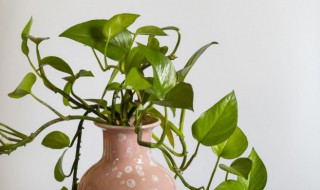 绿萝有什么特点（绿萝有什么特点有什么功能）