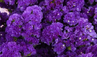 昆明紫色的花是什么花（丽江紫色的花是什么花）