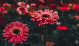 非洲菊是一年生还是多年生 非洲菊是几年生