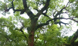 青冈木是什么树（青冈木是不是橡树）