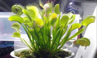 什么植物可以驱蚊子（什么植物可以驱蚊子还对人体无害）