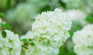 白色绣球花的花语（白色绣球花的花语和寓意）