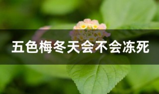 五色梅冬天会不会冻死（五色梅会冻死吗）