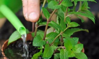 盆栽薄荷几天浇一次水（室内薄荷盆栽多久浇一次水）