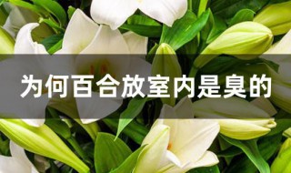 为何百合放室内是臭的 百合有臭味吗