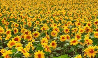 向日葵种子泡了一夜还能种吗 向日葵种子泡了一夜还能种吗图片