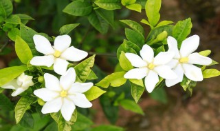 栀子花香是种什么味道 栀子花香是种什么味道的香水