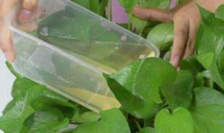 烟蒂水可以浇花驱虫吗 烟蒂水可以浇花驱虫吗有毒吗