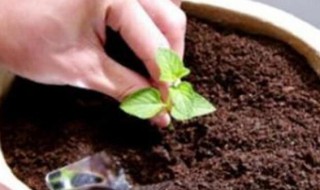 盆栽可以全用营养土吗（盆栽可以全部用营养土吗）