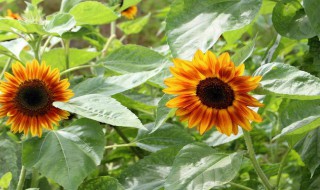 向日葵的叶子是什么形状 向日葵的叶子是什么形状的图片