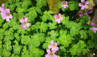 什么草会开花 什么草会开花,花是什么