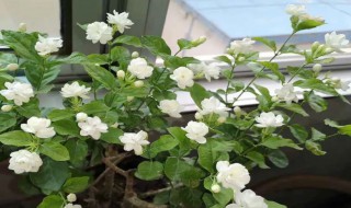 茉莉花叶子卷是什么原因（茉莉花叶子卷了是什么原因）