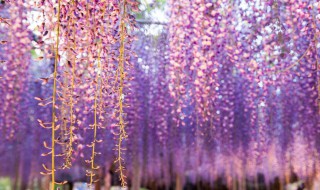 紫藤为什么要种西南方 紫藤为什么要种西南方风水