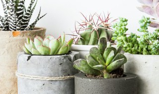 多肉变软变蔫怎么办 多肉变软变蔫怎么办小妙招