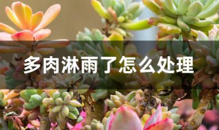 多肉淋雨了怎么处理 下雨多肉淋了怎么办