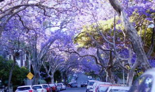 蓝花楹的花语和寓意 蓝花楹的花语和寓意英语