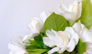 栀子花怕太阳晒吗 栀子花怕太阳晒吗?