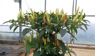 盆栽辣椒多久浇水一次（盆栽辣椒多久浇水一次最好）