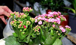 长寿花怎么晒太阳（长寿花怎么晒太阳最好）