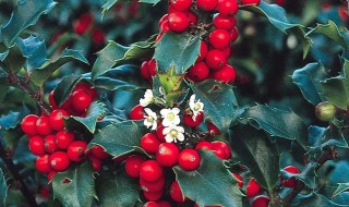 雌雄异株的植物（南瓜是不是雌雄异株的植物）